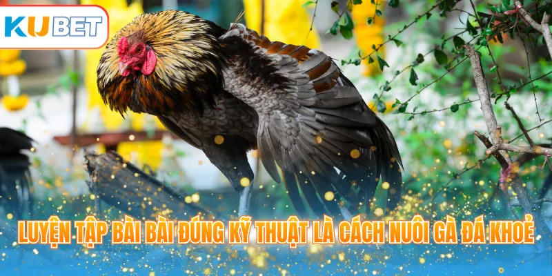 Luyện tập bài  đúng kỹ thuật là cách nuôi gà đá khoẻ