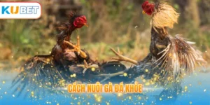 Cách nuôi gà đá khoẻ
