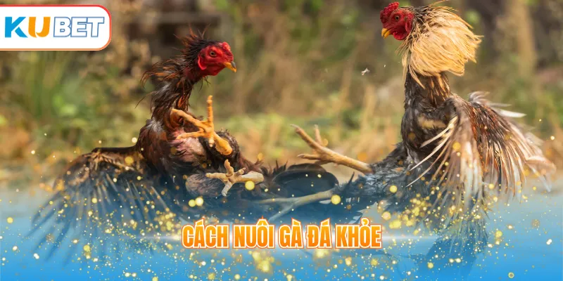 Cách nuôi gà đá khoẻ